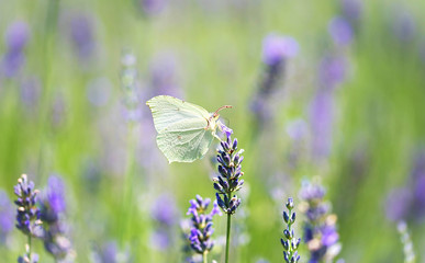 Butterfly on lavender flower
