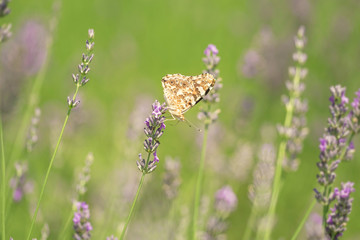 Butterfly on lavender flower
