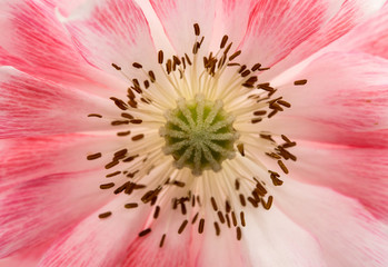 Obraz premium beautiful poppies closeup