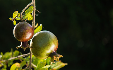 pomegranate growing on the tree branch