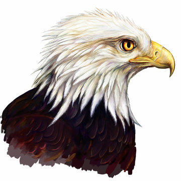 american eagle / american eagle head digital painting