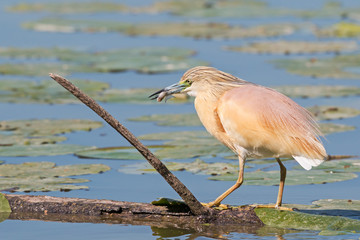 sgarza ciuffetto con preda © al85