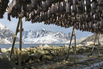 Stockfish hanging in the winter in Reine, Lofoten Islands, Norwa