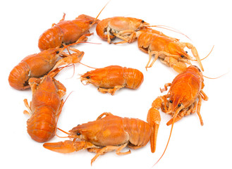 Boiled crawfish on a white background