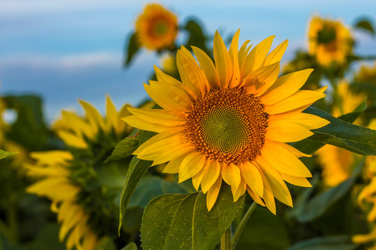 Blooming sunflowers. Detailed close-up.