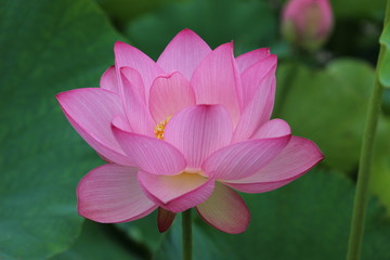原始蓮の花