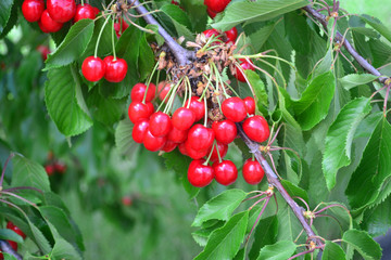 Obraz premium Cherry