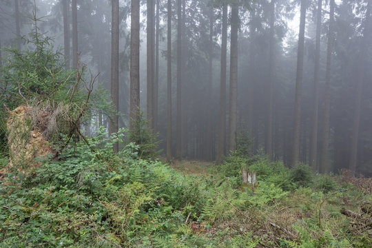 Fototapeta Mystery in a dark forest filled with fog