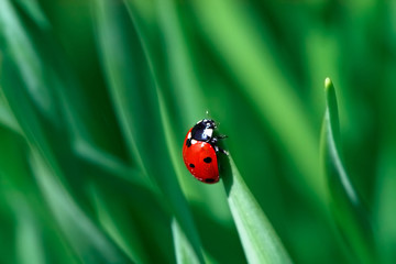 ladybird © mycteria