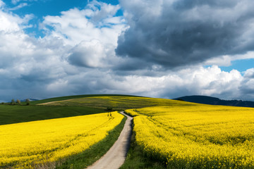 Road ti nowhere in rapeseed field