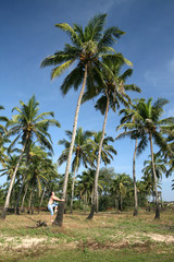 man on the coconut tree
