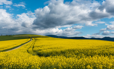 Obraz premium Rapeseed field in country