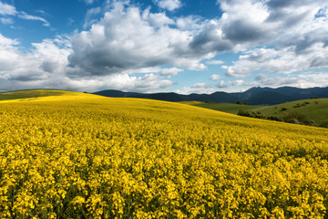 Rapeseed field and cloudscape