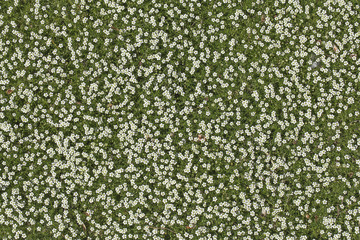 green grass with small white flowers