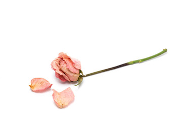 Dried roses isolated