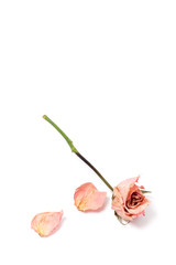 Dried roses isolated