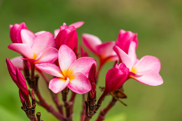Plumeria flower with nature background