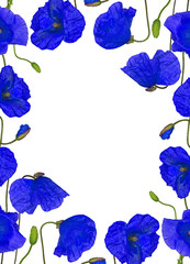 blue poppy flowers frame isolated on white