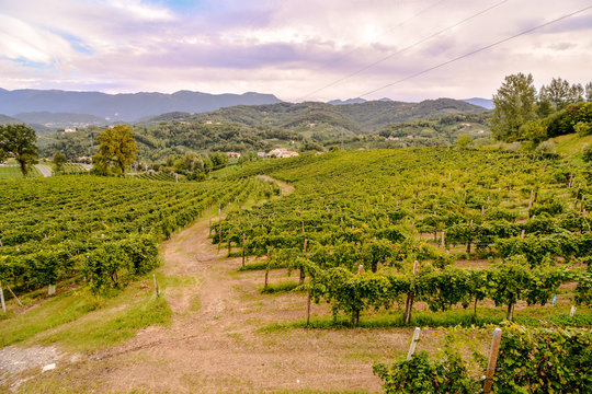 Vineyard Ready to Produce Wine