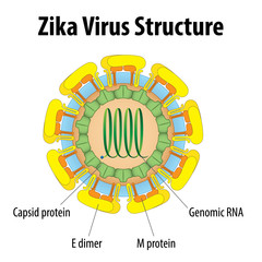 Chemistry and Biology, zika virus structure