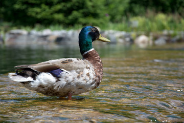 duck sitting on a water