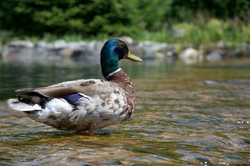 Obraz premium duck sitting on a water