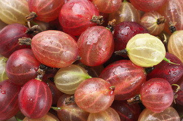 Gooseberries close-up background