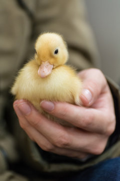 A cute little yellow Duckling on Human hand.