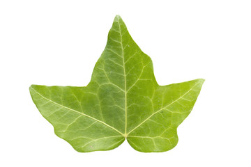  ivy leaf