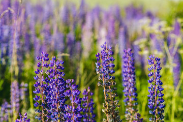Purple Lupine Field
