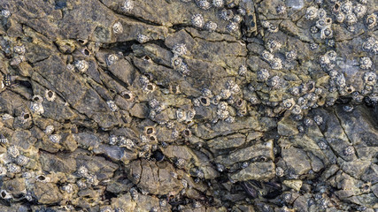 Macro detail of shellfish on stone great for design, website
