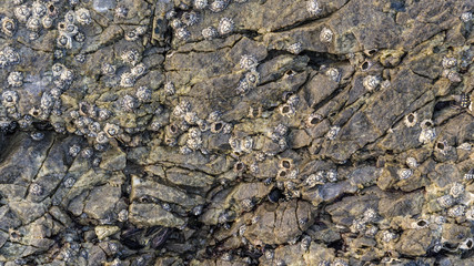 Macro detail of shellfish on stone great for design, website
