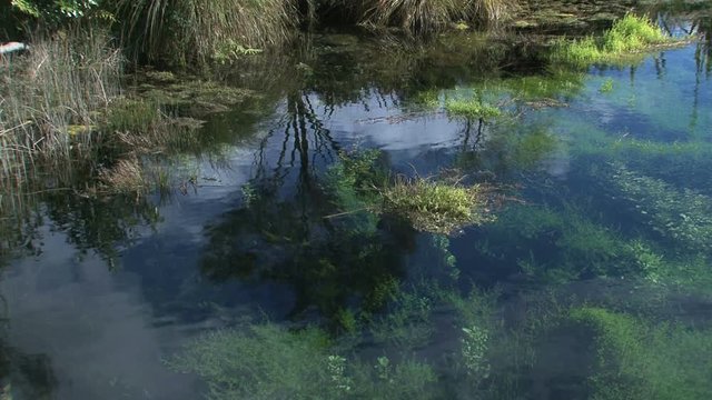 Lake Pupu springs at the westcoast, New-Zealand