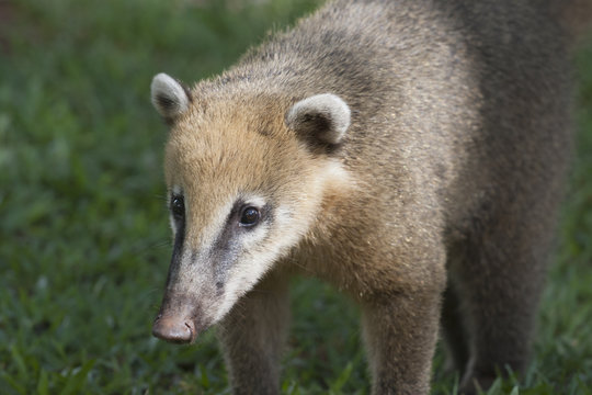 Coati in the rainforest near Iguazu Falls.