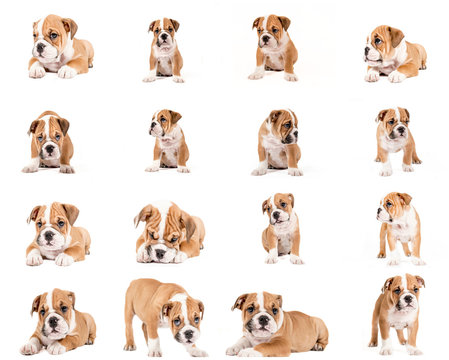 English bulldog puppy collage