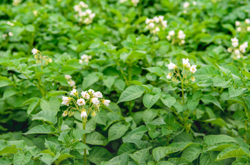 Yellow and white blossoming potato plants from close
