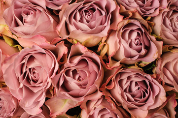 Background image of fresh beige pink roses . flower texture
