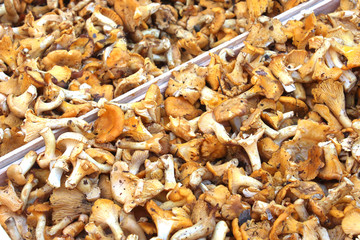 Girolles (Cantharellus cibarius) - champignons