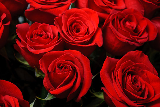 Background image of fresh red roses . flower texture