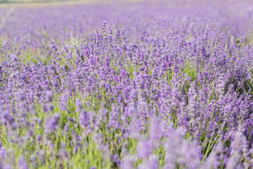 Naklejka premium Lawendowe pole w okresie letnim