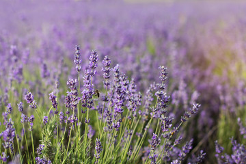 Lavender field in the summer time