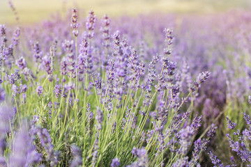 Closeup picture purple lavender field