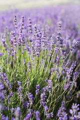 Closeup picture purple lavender field