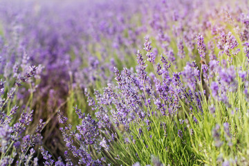 Obraz premium Closeup picture purple lavender field