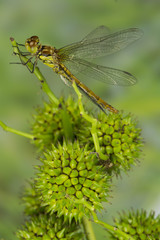 Heidelibelle