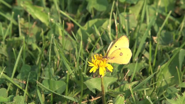 Yellow butterfly on a flower