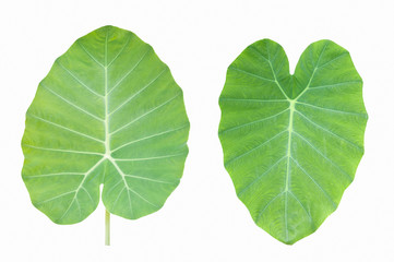 two green heart leaf isolated on white background