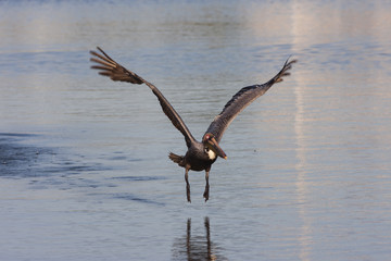 Brown pelican taking off from the water.