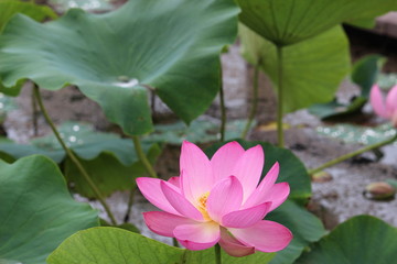 古代蓮の花