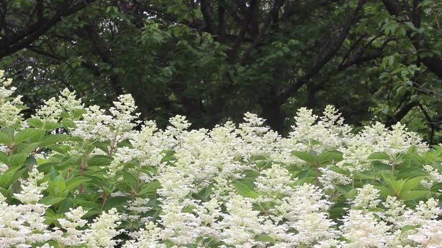 ダルマノリウツギ